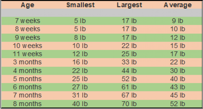 Golden Retriever Growth Chart | Official Golden Retriever